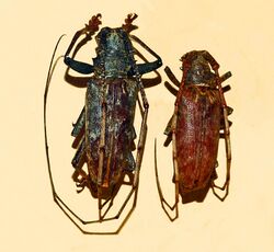 Cerambycidae - Acalolepta australis.JPG