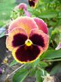 Colourful Viola flower 3.jpg