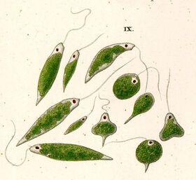 Ehrenberg euglena viridis.jpg