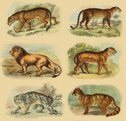 Lydekker - Pantherinae collage.jpg