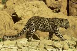 PikiWiki Israel 14861 judean desert leopard cropped.JPG