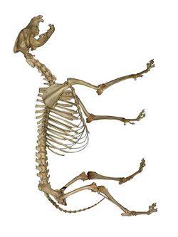 Photograph of a wolf skeleton