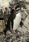 Galápagos penguin