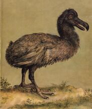 Painting of a slender, brownish dodo