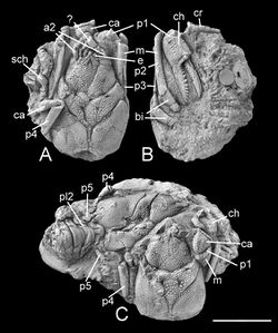 Eocarcinus fossil.jpg