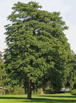 Götterbaum (Ailanthus altissima).jpg