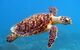 Hawksbill sea turtle - NOAA.jpg