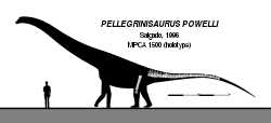 Pellegrinisaurus Skeletal V1.svg