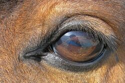 Close up of a horse eye, which is dark brown with lashes on the top eyelid