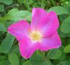 Wild Rosa gallica Romania.jpg