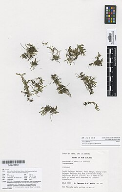 Abrotanella fertilis Swenson (AM AK222168).jpg