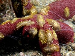 Coeloplana astericola (Benthic ctenophores) on Echniaster luzonicus (Seastar).jpg