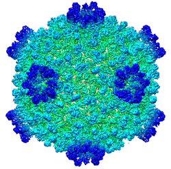 Image5376cypovirus.png
