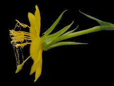 Evening primrose flower, open, showing pollen attached to sticky viscin threads