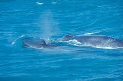 Photograph of a blue whale calf and its mother