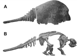 Panochthus skeleton.png