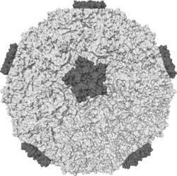 Isosurface of a human rhinovirus showing protein spikes