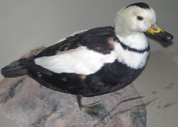 Camptorhynchus labradorius (Labrador duck) (8365390008).jpg
