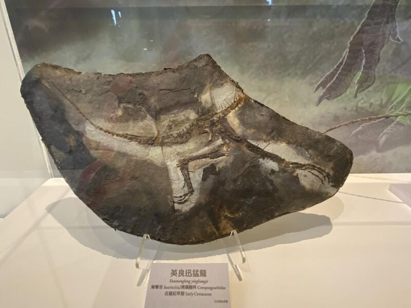 File:迅猛龍化石複製品.jpg