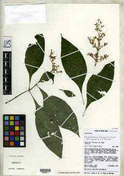 Brachystephanus kupeensis-NMNH-00956317.jpg