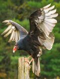 Eastern Turkey Vulture (Canada).jpg