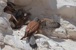 Falco naumanni, Negev.jpg