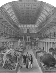 Illustration of the Hunterian Museum featuring a mounted skeleton of Glyptodon.