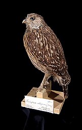 Naturalis Biodiversity Center - RMNH.AVES.110069 - Sceloglaux albifacies albifacies (Gray, 1844) - Laughing Owl - specimen - lateral view.jpeg