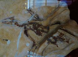 Palaeortyx fossil montmartre.JPG
