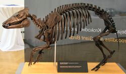 Propalaeotherium hassiacum.jpg