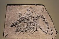 Xinpusaurus-Tianjin Natural History Museum.jpg
