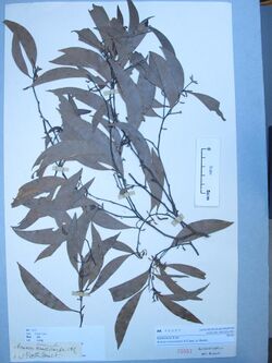 Acacia crassicarpa A.Cunn. ex Benth. (AM AK75557).jpg