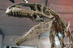 Giganotosaurus carolinii DSC 2949.jpg