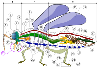 Diagram of an insect with callouts for morphology