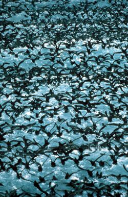 Photo of a flock of shearwaters in flight
