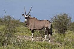 Gemsbok (Oryx gazella) male.jpg