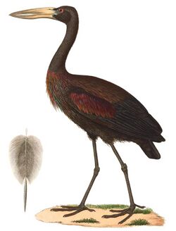 Anastomus lamelligerus 1838, b.jpg