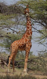Photograph of an adult male giraffe with its next fully extended feeding on an acacia