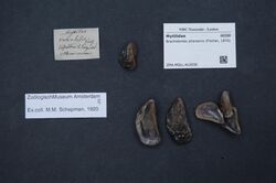Naturalis Biodiversity Center - ZMA.MOLL.412936 - Brachidontes pharaonis (Fischer, 1870) - Mytilidae - Mollusc shell.jpeg