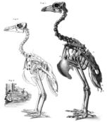 Illustration of the skeletons of a small female and large male solitaire