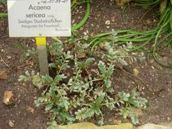 Acaena sericea - Berlin Botanical Garden - IMG 8765.JPG