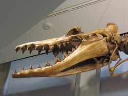 A closeup of the skull of the extinct Dorudon whale. The front teeth are sharp and curve back, and the molars are triangular with well-defined and symmetrical serrations