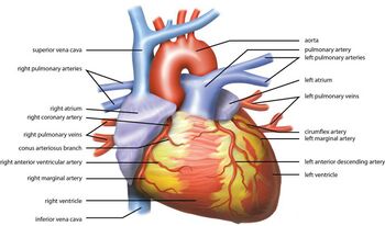 Anatomy of the Human Heart, made by Ties van Brussel