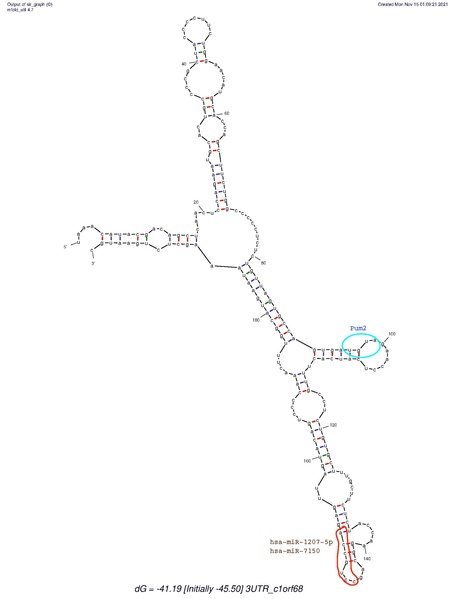 File:3'-UTR Secondary Structure of C1orf68.pdf