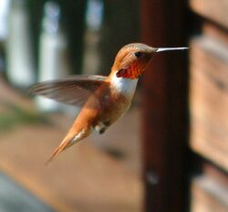 Hummingbird hovering in flight.jpg