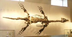 Plesiosaur skeleton, New Walk Museum.JPG