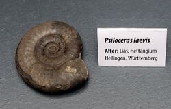 Psiloceras laevis - Naturhistorisches Museum, Braunschweig, Germany - DSC05130.JPG