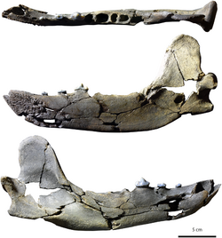 Tartarocyon holotype.png