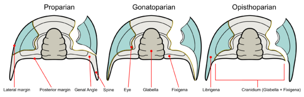 Trilobite facial suture types.png
