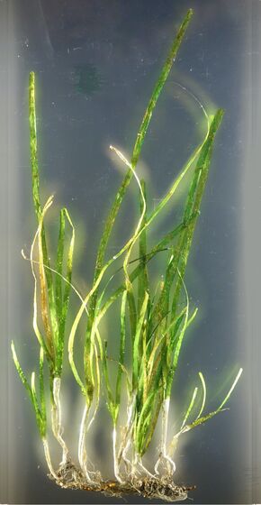 Zostera marina - National Museum of Nature and Science, Tokyo - DSC07663.JPG